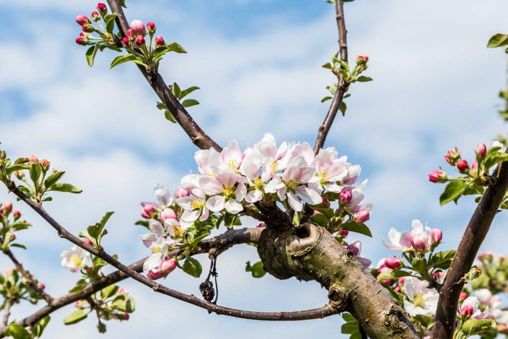 Apfelblüten