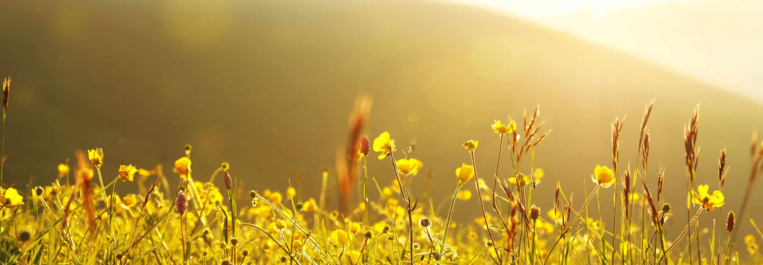 Ein blühendes Feld mit Wildblumen