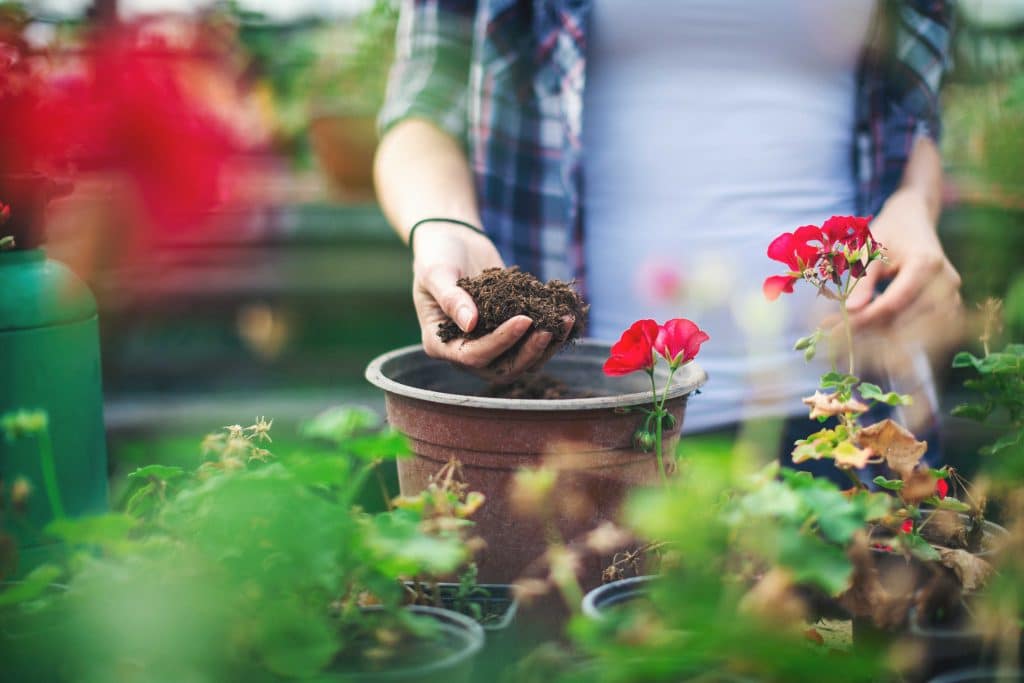 Frau entnimmt Torf aus einem Blumentopf.