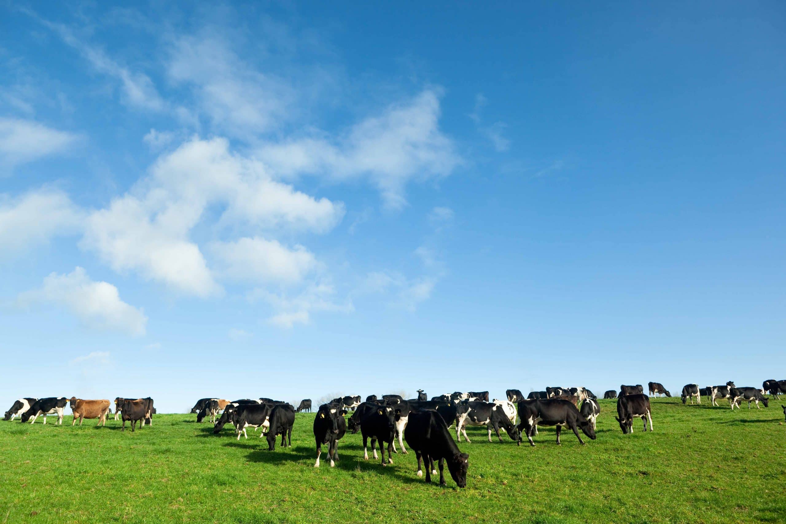 Kühe auf einer Weide