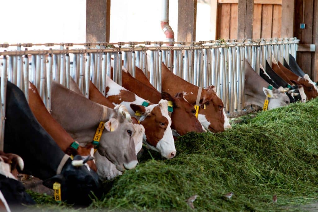 Kühe in einem Kuhstall