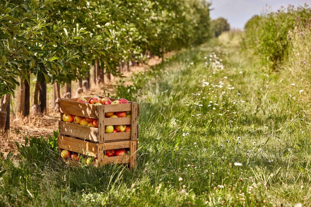 Äpfel in einem Korb