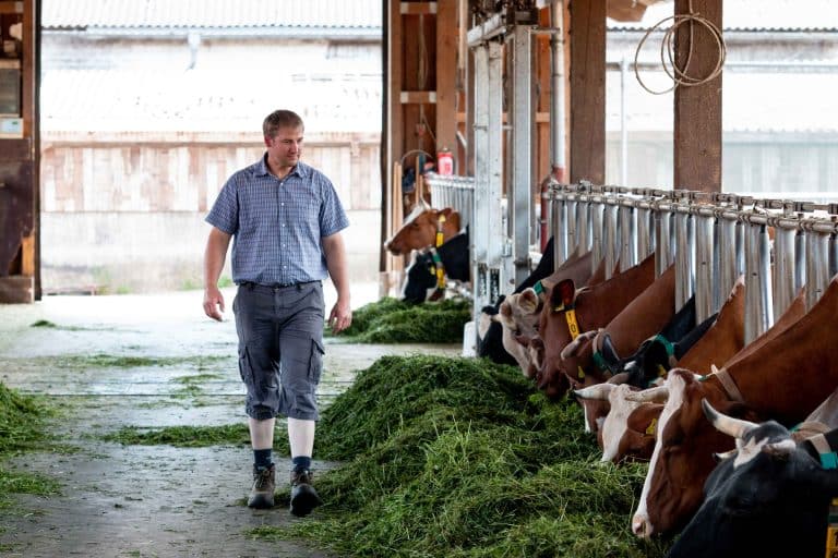 Sven Lorenz im Kuhstall