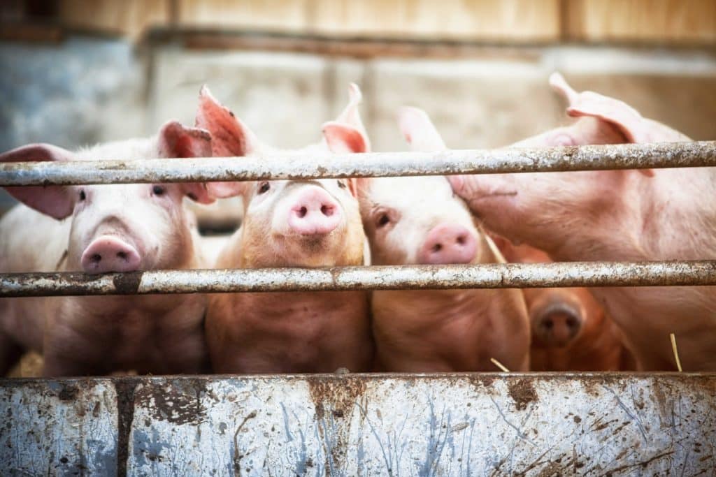 Vier Schweine in einem Schweinestall