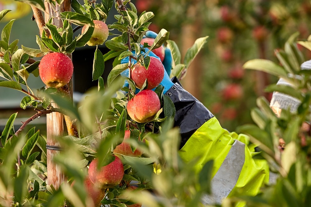 Äpfel werden geerntet