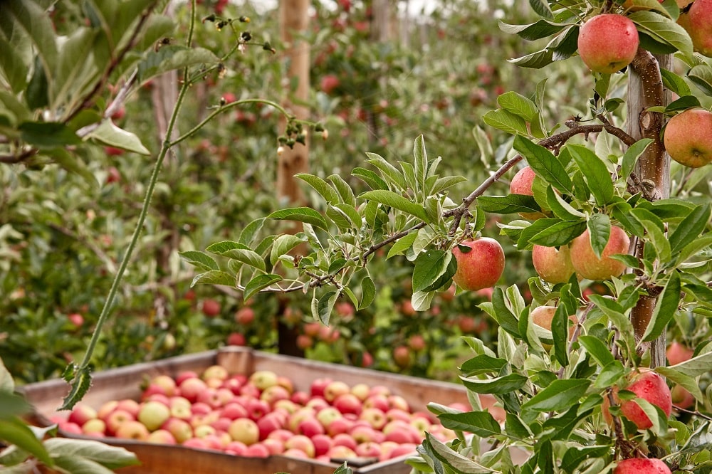 Äpfel in einem Korb in mitten von Apfelbäumen