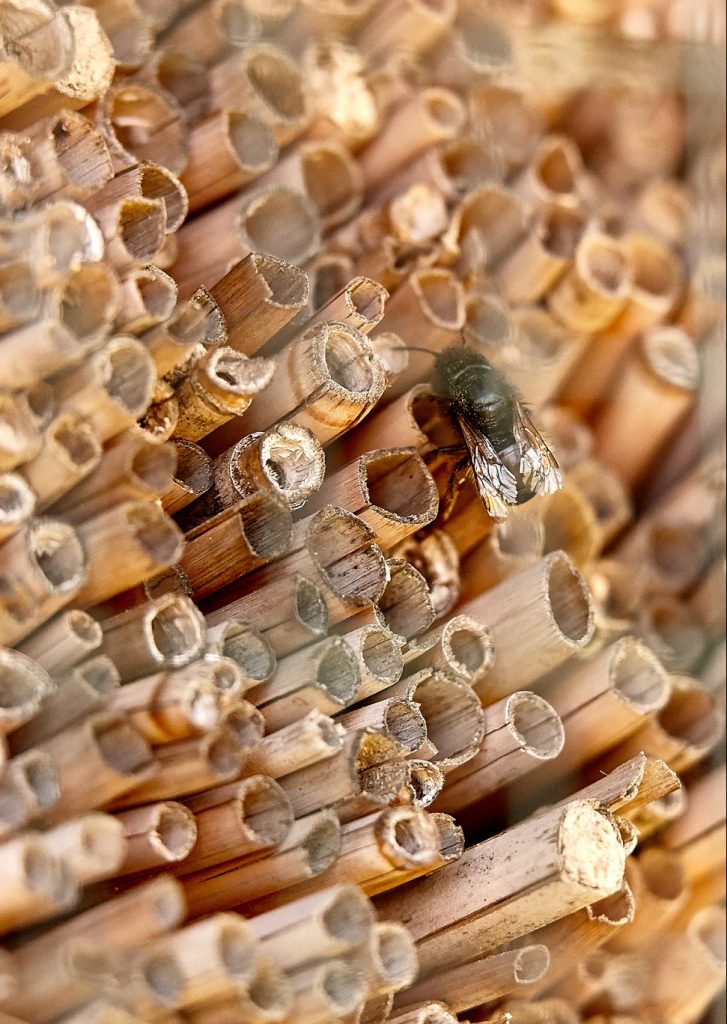 Apfelplantage der Fa. Krings. Bienenhotel am Apfelfeld, unterstützt durch den NABU.