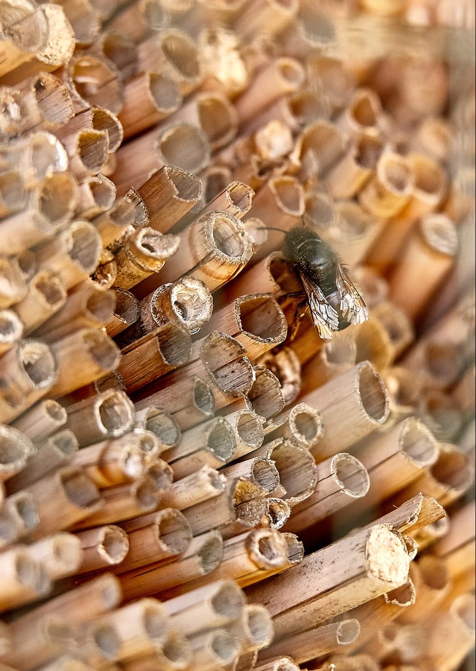 Apfelplantage der Fa. Krings. Bienenhotel am Apfelfeld, unterstützt durch den NABU.