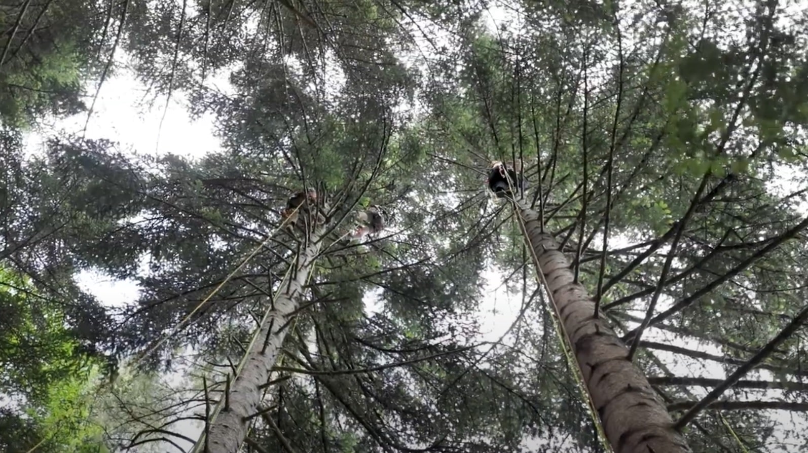 Menschen klettern auf Bäumen