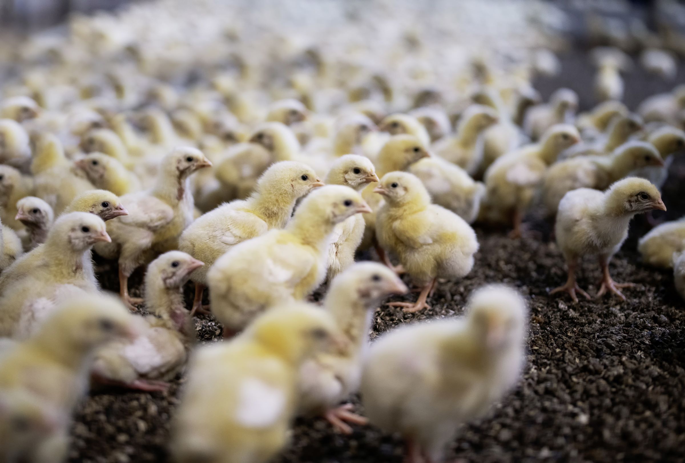 Eine Gruppe von Küken in einem Stall