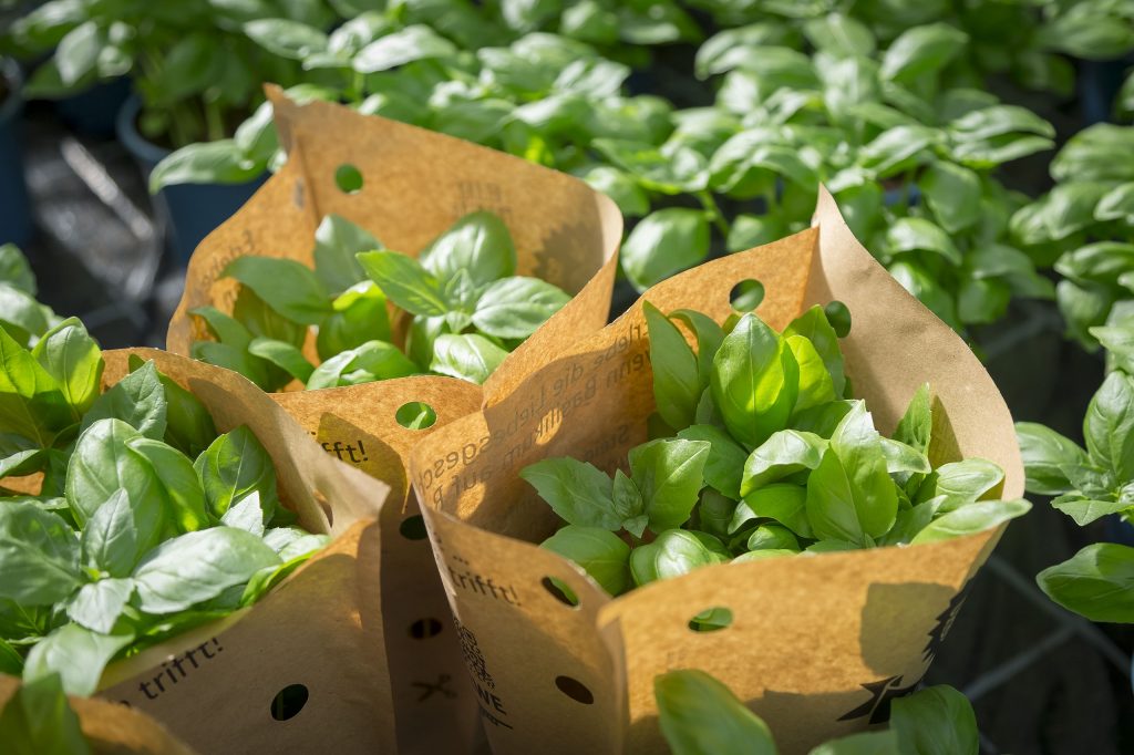 Basilikum-Pflanzen aus dem Green-Farming-Bereich des neuen REWE Markts.