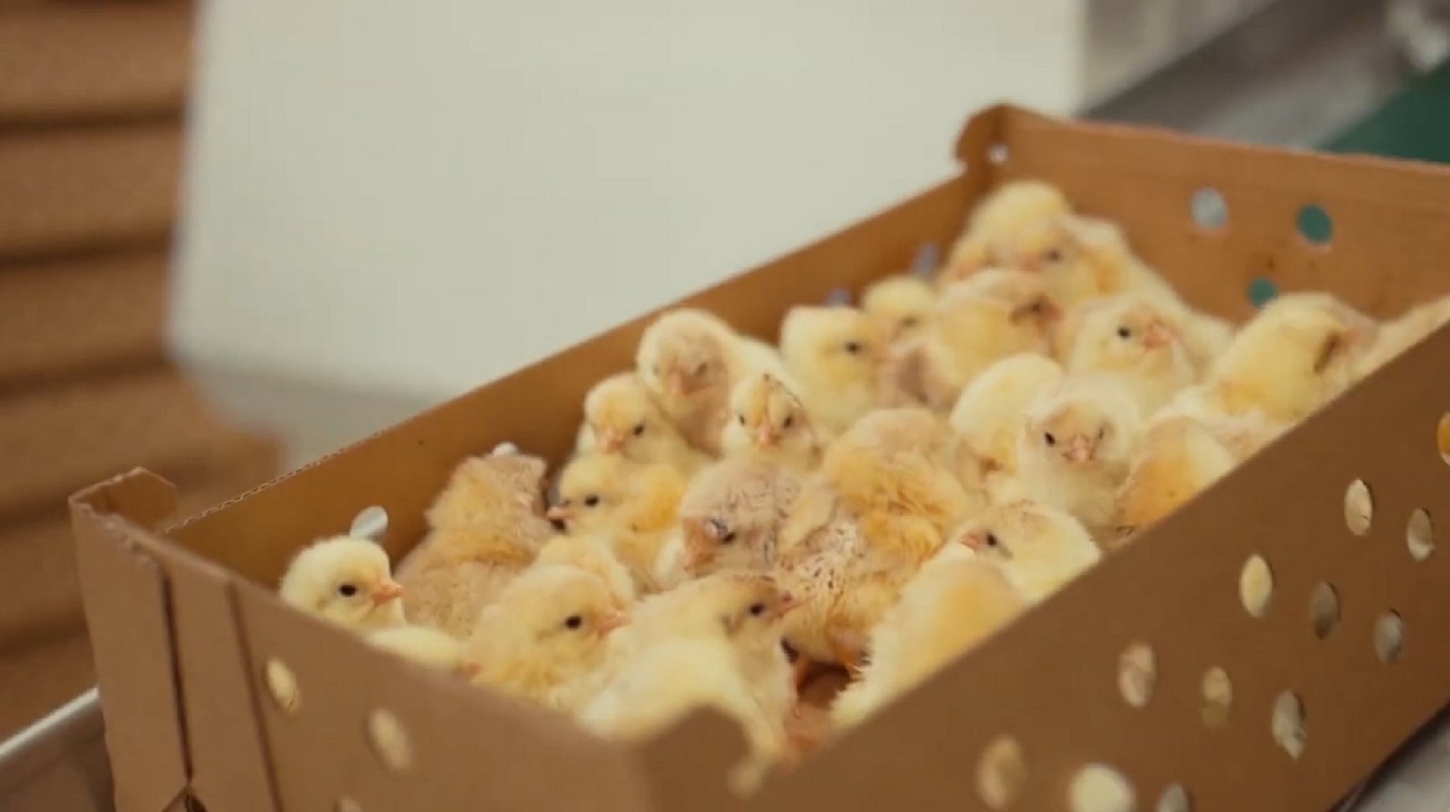 Küken in einem Pappkarton.