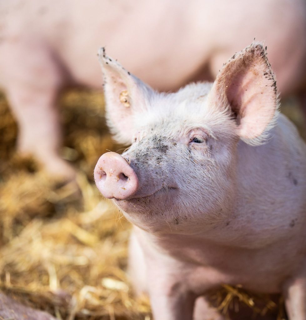 Schwein in einem Schweinestall.