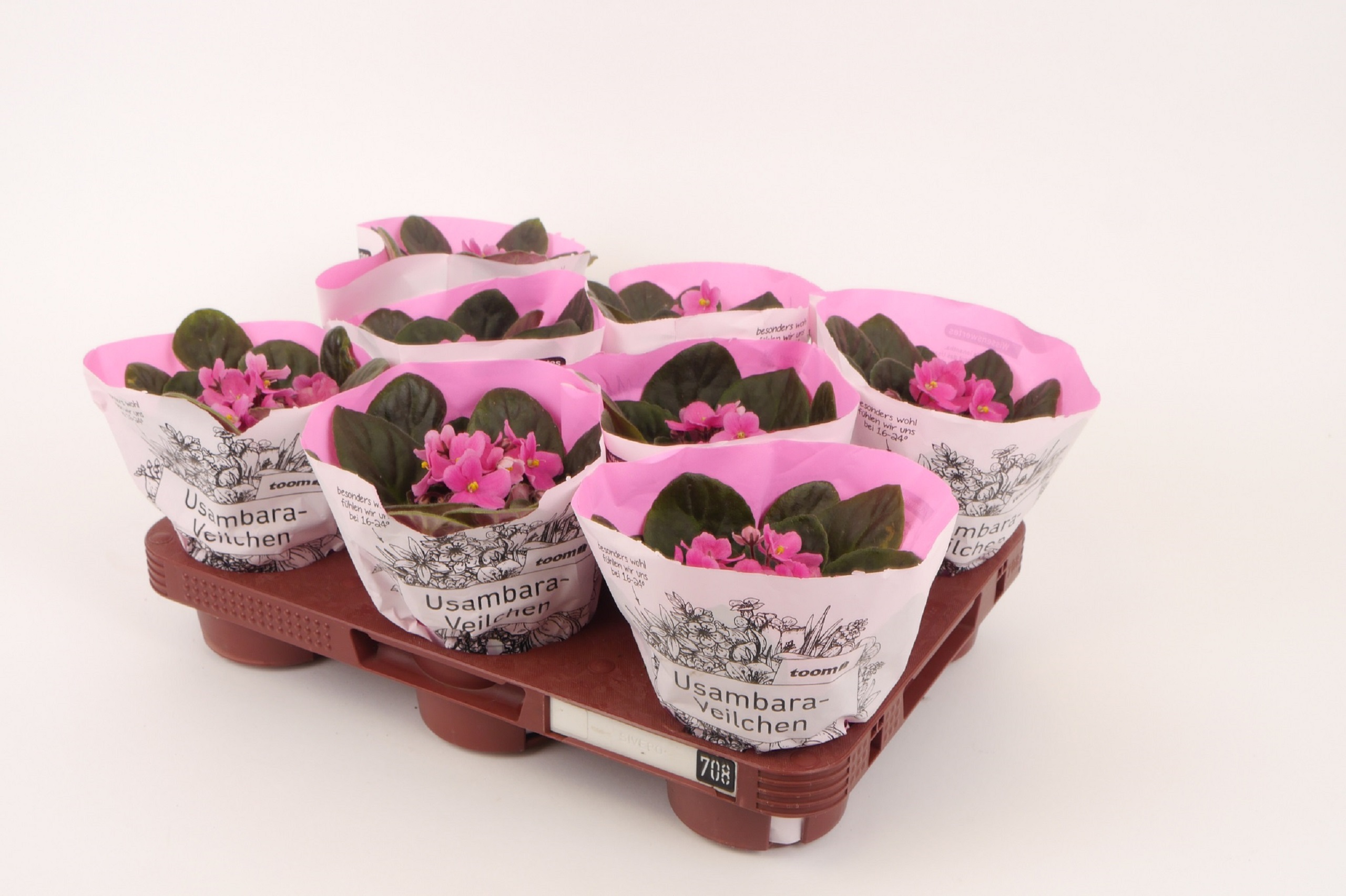Mehrweg-Pflanzenpaletten mit Usambara-Veilchen.