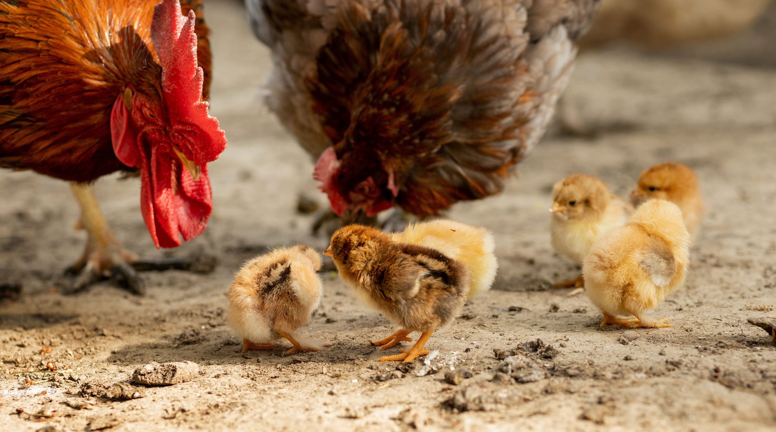 Hähne und Küken im Stall.