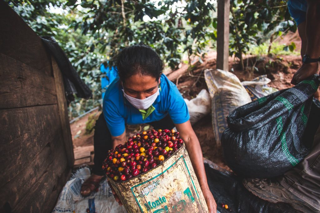 Kaffeebäuerin säubert die gesammelten Kaffeebeeren.