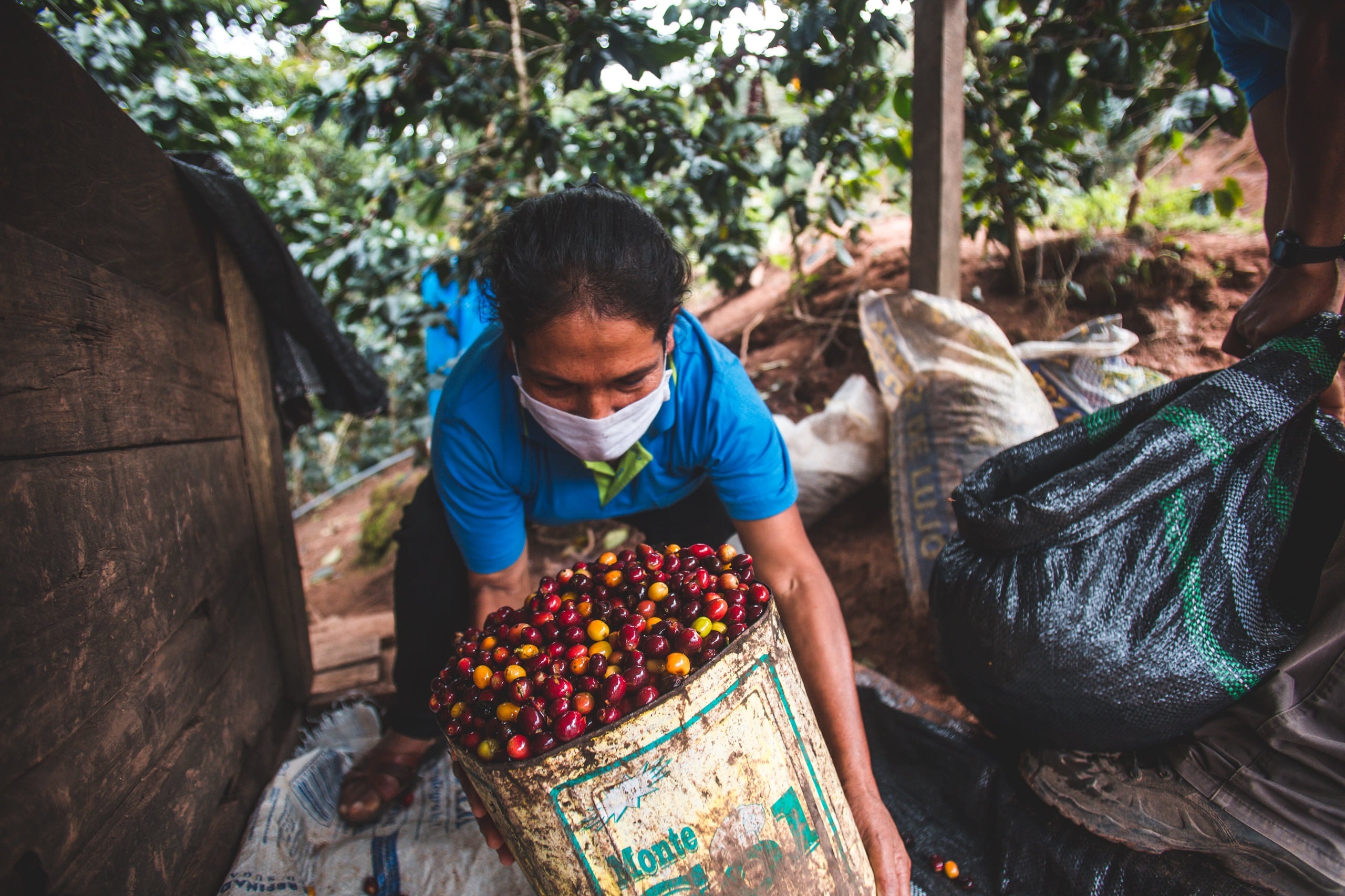 Kaffeebäuerin säubert die gesammelten Kaffeebeeren.