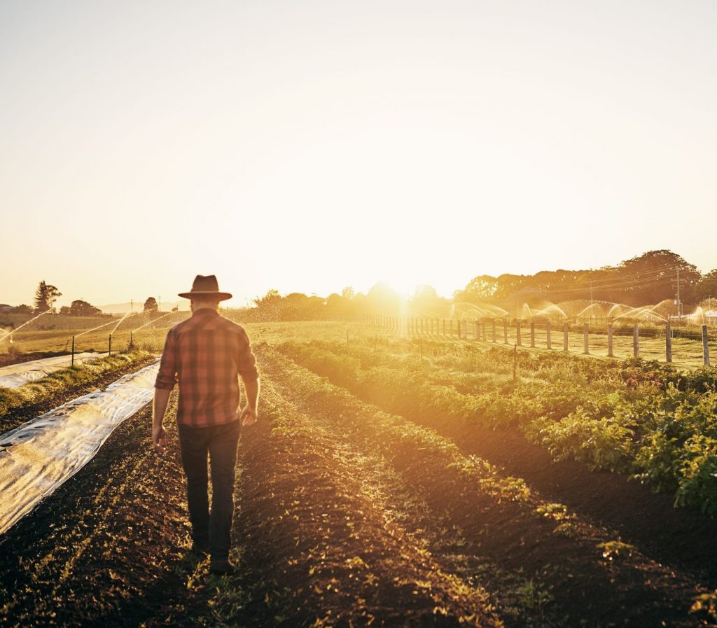 Landwirt:in läuft über sonnenbeschienenes Feld.