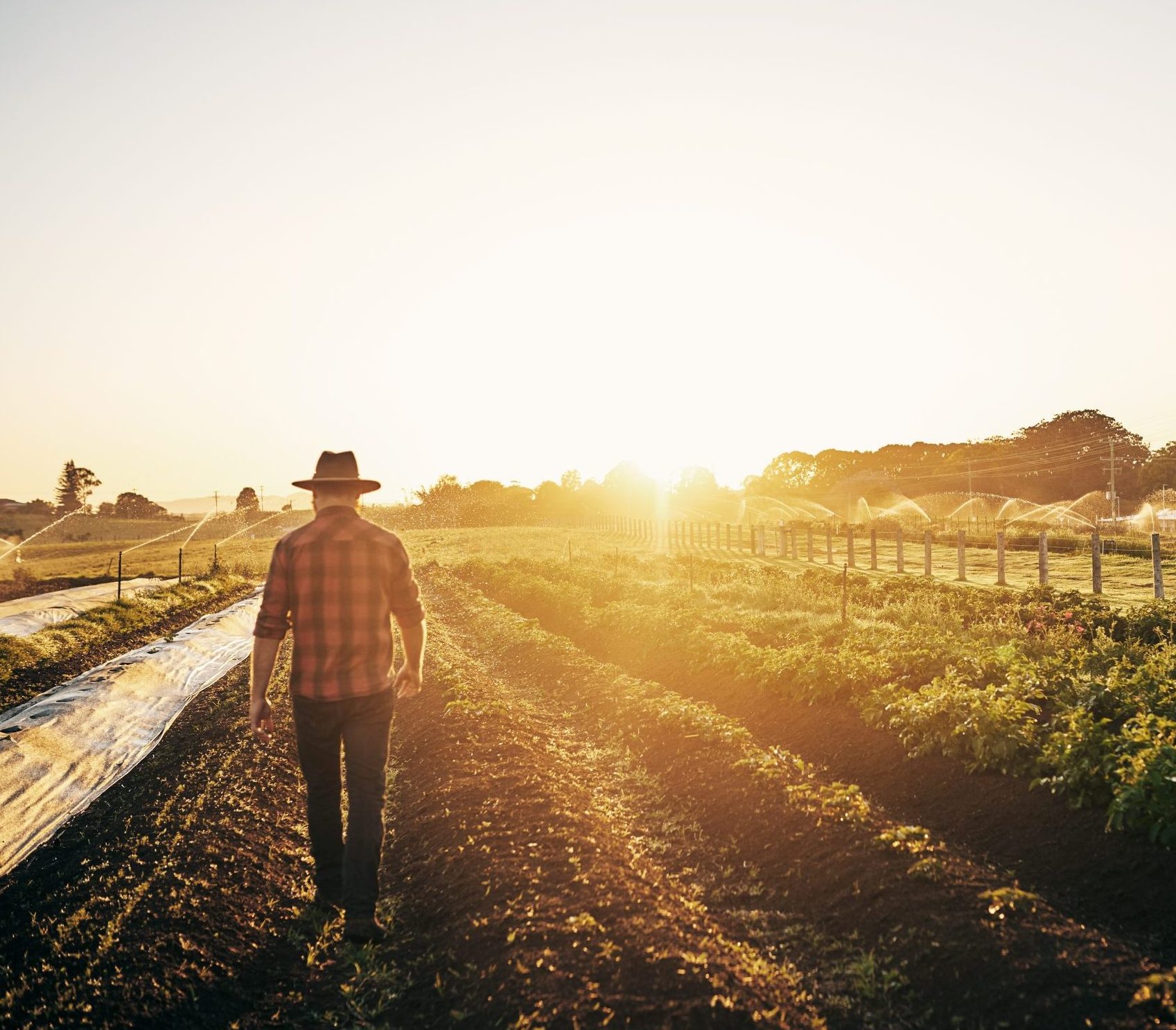 Landwirt:in läuft über sonnenbeschienenes Feld.