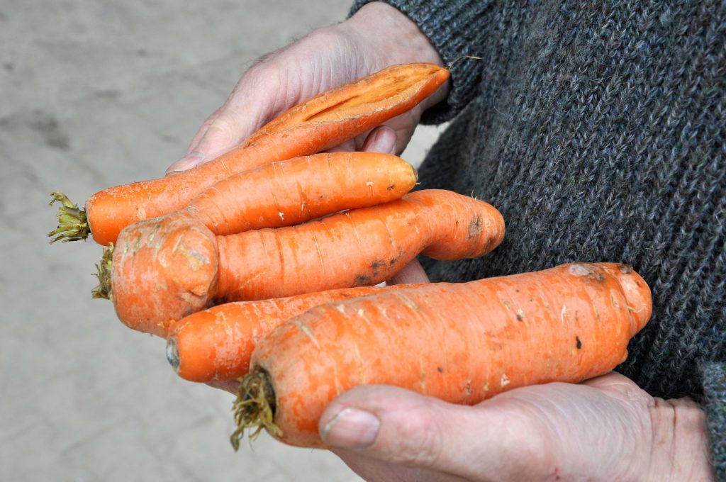 Krumme Möhren in der Hand einer Person