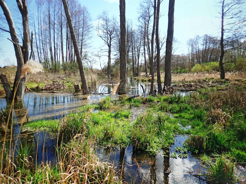 Moor und Bäume bei Tageslicht