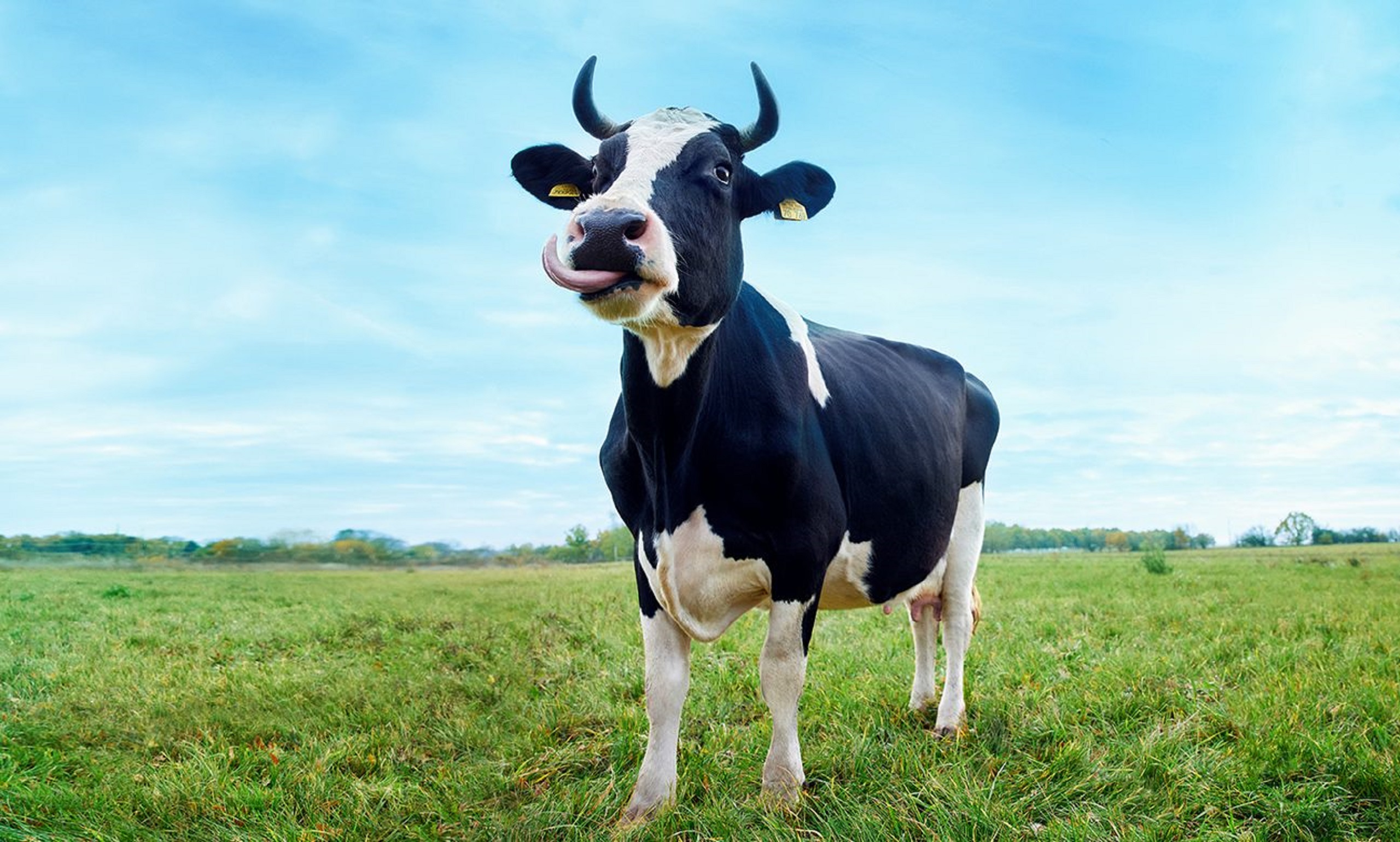 Cow standing on a green meadow.