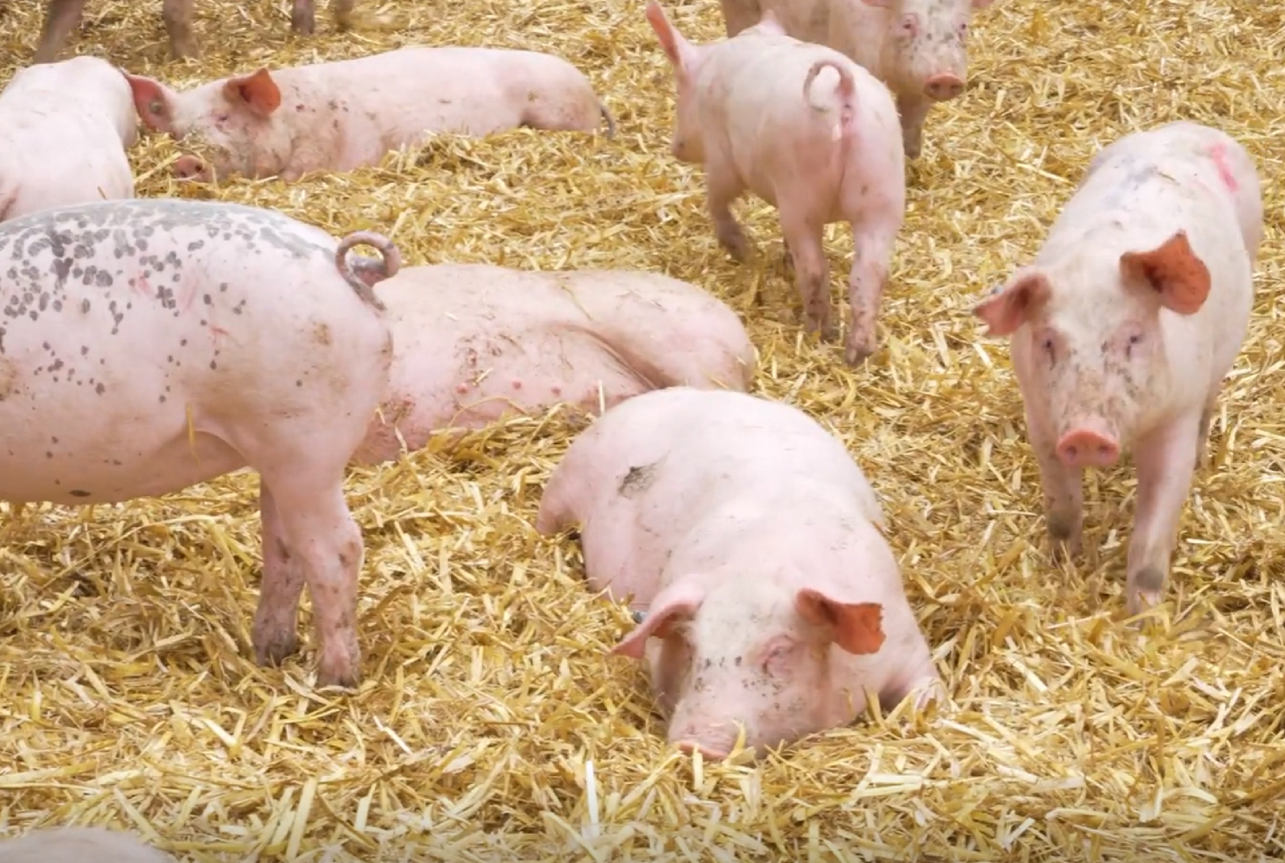 Ein paar Schweine entspannen auf Stroh