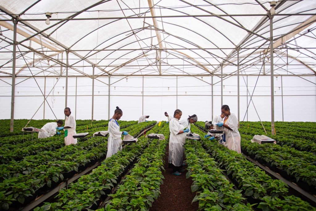 Arbeiter:innen in Gewächshaus mit grünen Pflanzen.