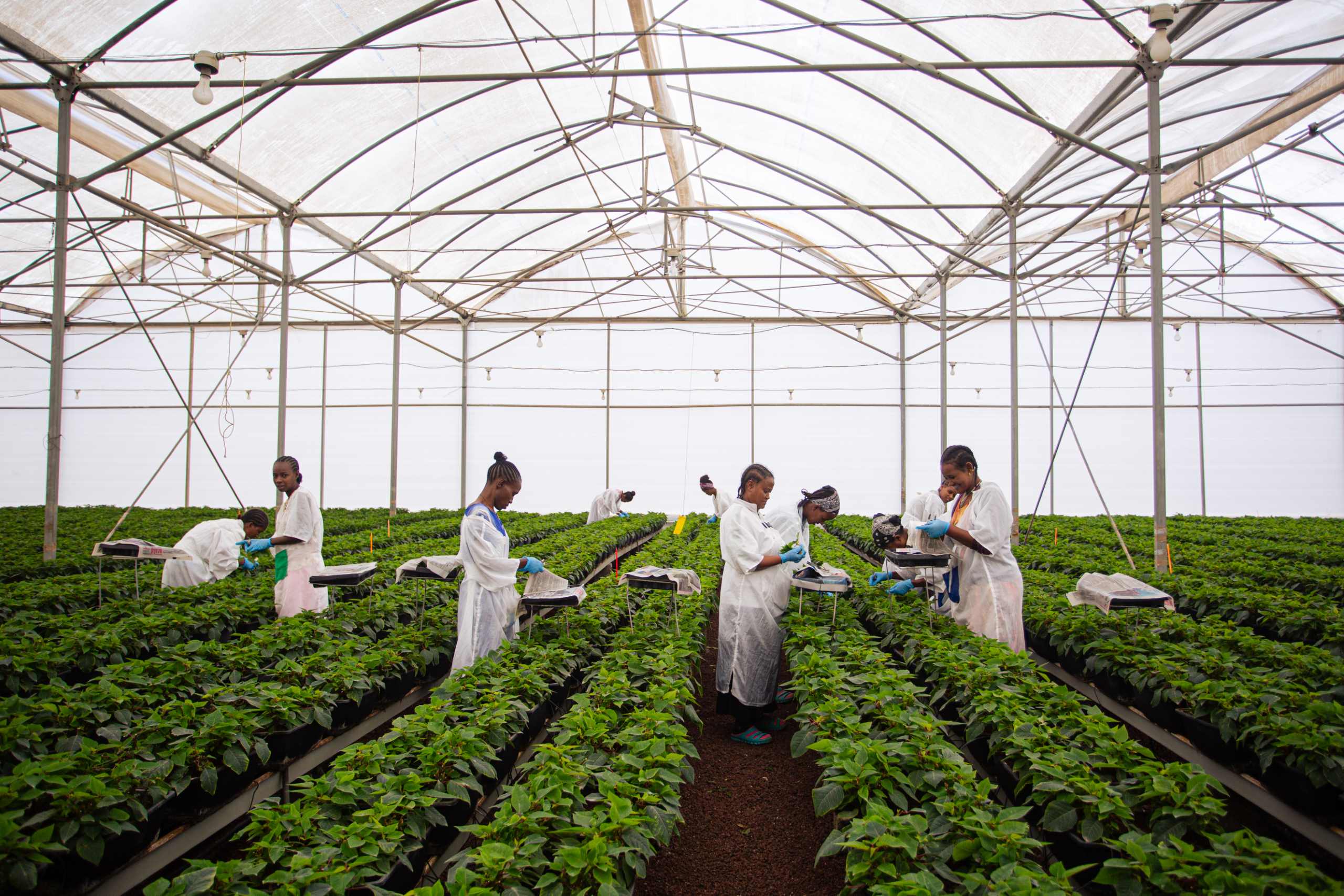 Arbeiter:innen in Gewächshaus mit grünen Pflanzen.
