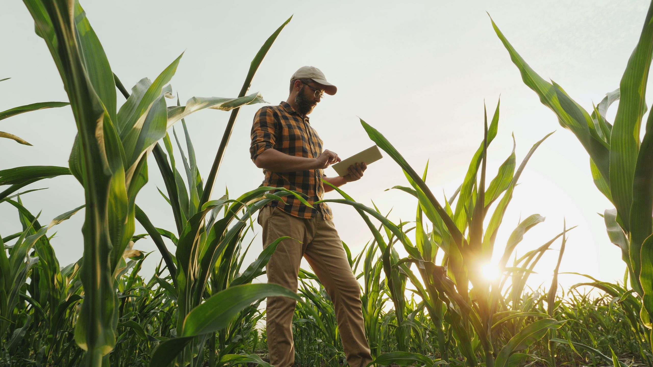Farmer in a field checks his Tablet device