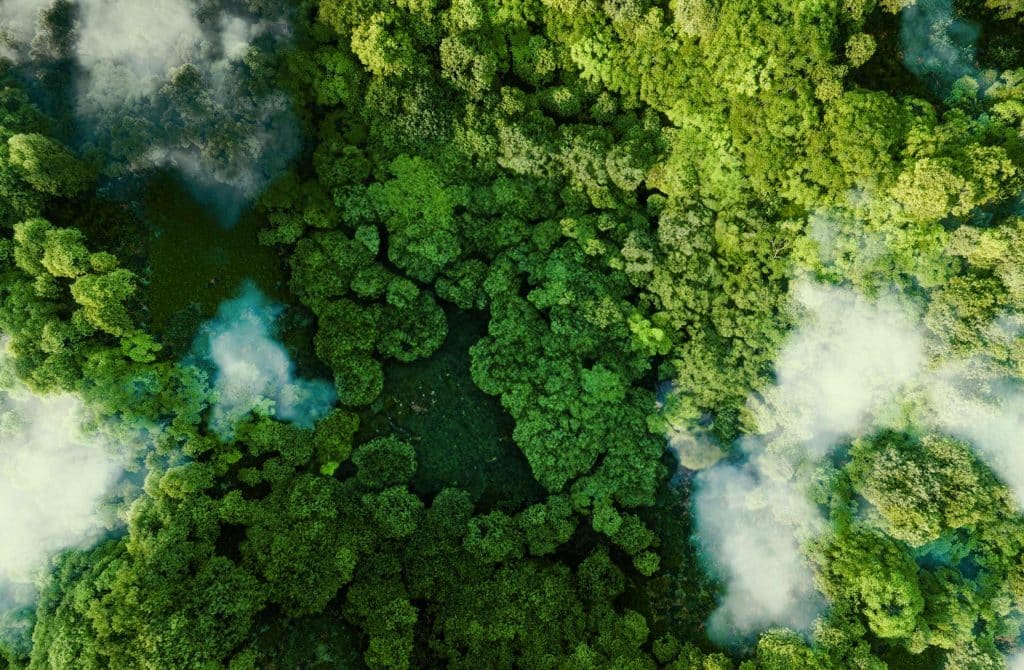 Luftaufnahme eines Waldes mit Nebelschwaden