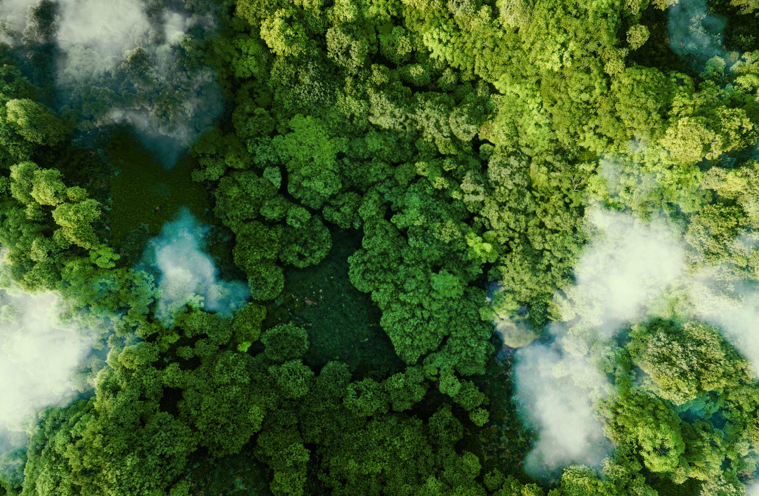 birds-eye-view of a forest