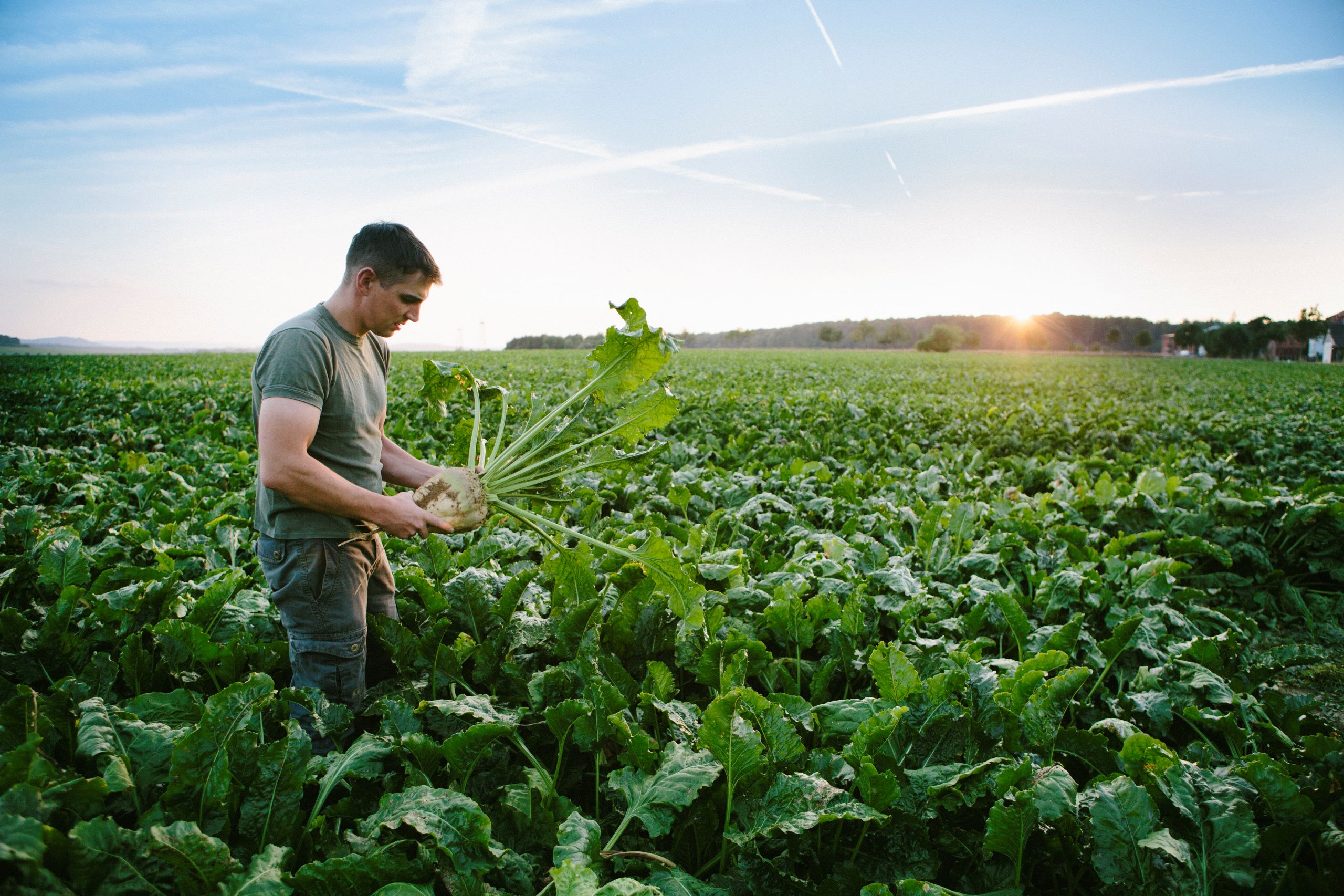 Mann der in einem Feld voll Zuckerrüben steht und eine Zuckerrübe in der Hand hält